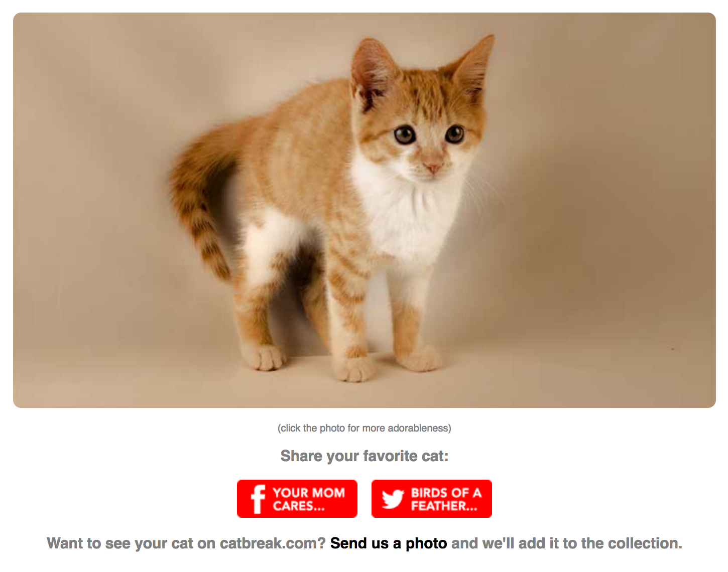 donation cat